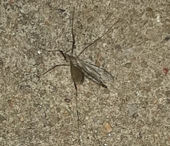 Tipula