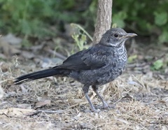 Turdus merula merula