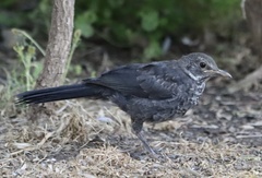 Turdus merula merula
