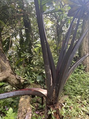 Xanthosoma violaceum