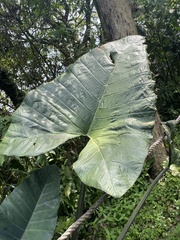 Xanthosoma violaceum