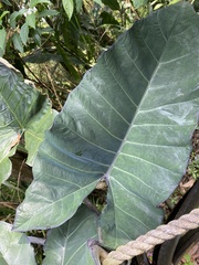 Xanthosoma violaceum