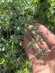Lomatium rigidum