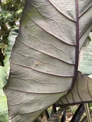 Xanthosoma violaceum