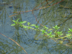 Ludwigia taiwanensis