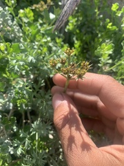 Lomatium rigidum