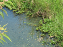 Ludwigia taiwanensis