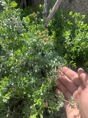 Lomatium rigidum