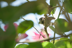 Passer montanus malaccensis