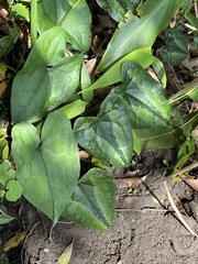 Asarum macranthum