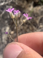 Boechera lincolnensis