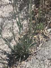 Boechera lincolnensis