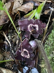 Asarum macranthum