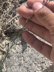 Boechera lincolnensis