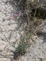 Boechera lincolnensis