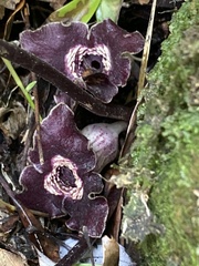 Asarum macranthum