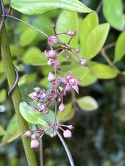 Vincetoxicum oshimae
