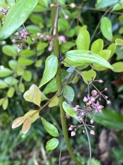 Vincetoxicum oshimae