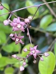 Vincetoxicum oshimae