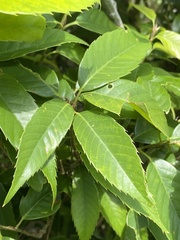 Quercus salicina