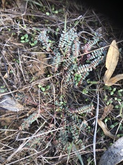 Euphorbia dallachyana