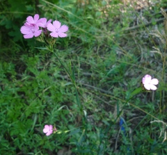 Dianthus membranaceus