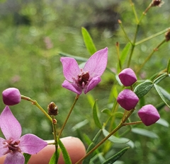 Boronia rivularis