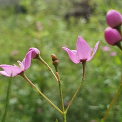 Boronia rivularis