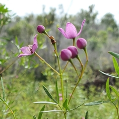 Boronia rivularis