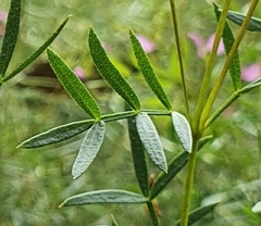 Boronia rivularis