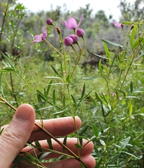 Boronia rivularis