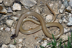 Tantilla nigriceps