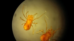 Guerrobunus vallensis