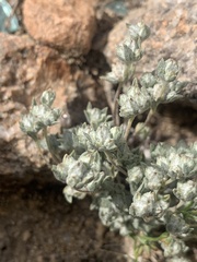 Stylocline psilocarphoides