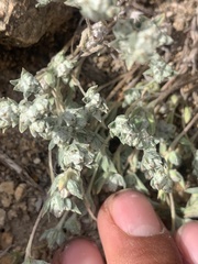 Stylocline psilocarphoides