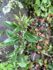 Sarcococca ruscifolia