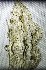 Didymoctenia exsuperata