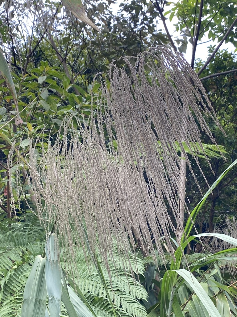Thysanolaena