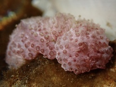 Distaplia