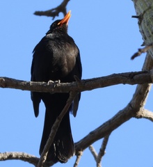Turdus merula merula