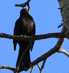 Turdus merula merula