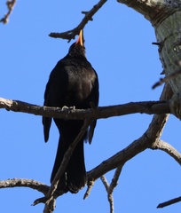 Turdus merula merula