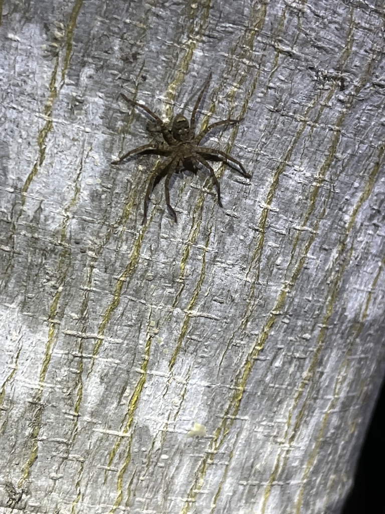 Giant Huntsman Spiders from Somerset Dam, QLD, AU on April 22, 2022 at