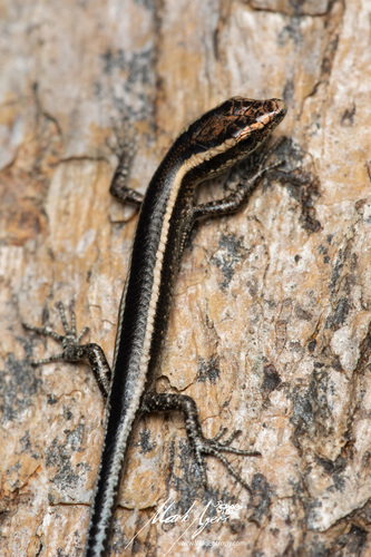 Elegant Snake-eyed Skink, Brisbane QLD, Australia, photo 9 of 10
