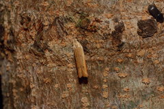 Mesophleps adustipennis