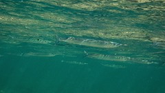 Dusky Sea Garfish photo 4