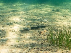 Rhombosolea tapirina