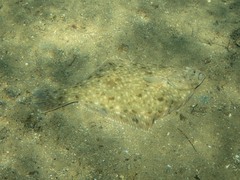 Rhombosolea tapirina