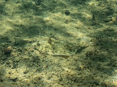 Rhombosolea tapirina