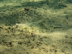 Rhombosolea tapirina